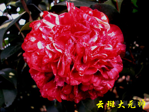 跟车无关 全部都是花卉 不过介绍还是很详细的