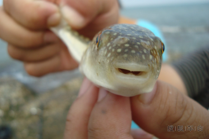 济南海鲜排挡_海鲜图片大全_海鲜疙瘩汤(3)