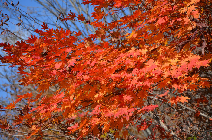 温柔大汉北京至长白山天池本溪红叶谷自驾详细