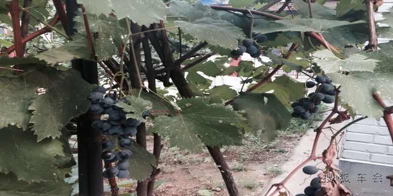 中秋休闲在怀柔青龙峡小院_北京比亚迪S6