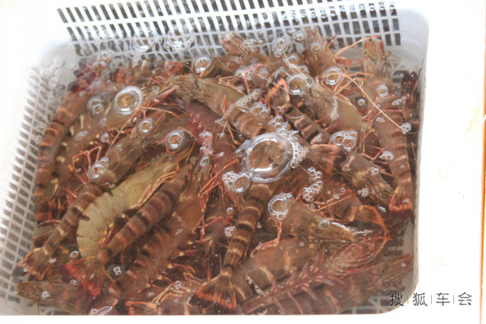 寿光羊口海鲜_羊口港_海鲜火锅