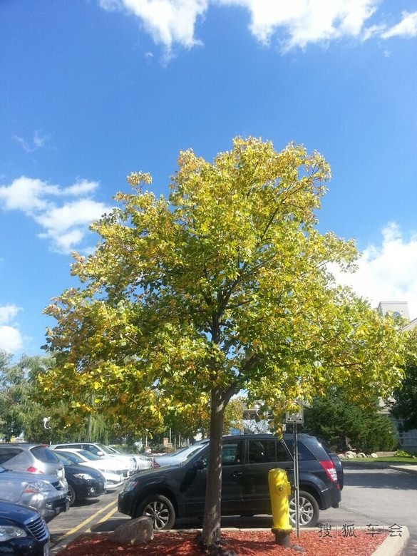 【苏车杂谈0924】多伦多每年一次的三文鱼逆