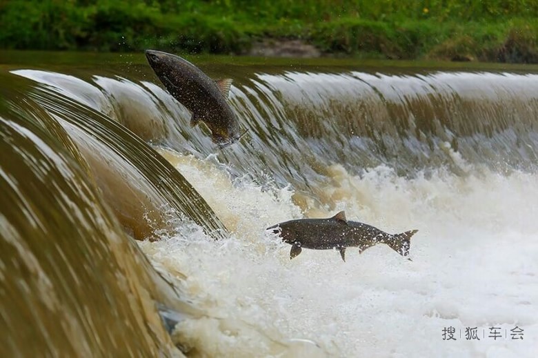 多伦多每年一次的三文鱼逆流冲坝回归_东风风