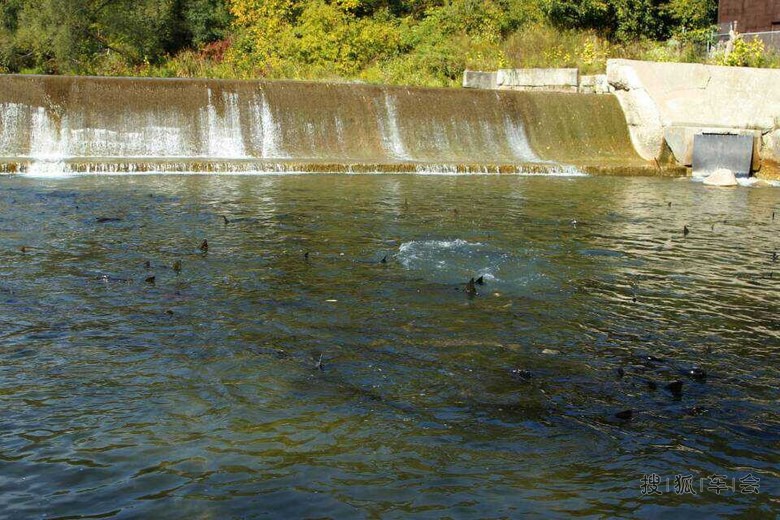 多伦多每年一次的三文鱼逆流冲坝回归_中国自