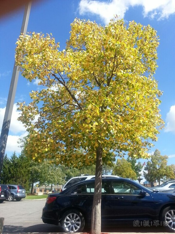 多伦多每年一次的三文鱼逆流冲坝回归_中国自