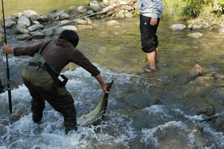 多伦多每年一次的三文鱼逆流冲坝回归