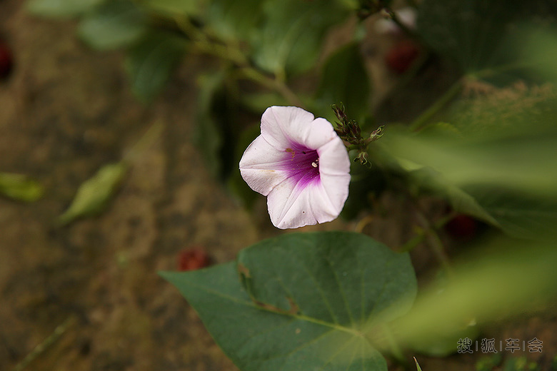 18782036.jpg_s780