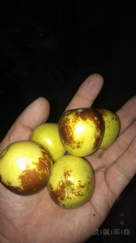 2014国庆节黄骅冬枣螃蟹皮皮虾采购日记