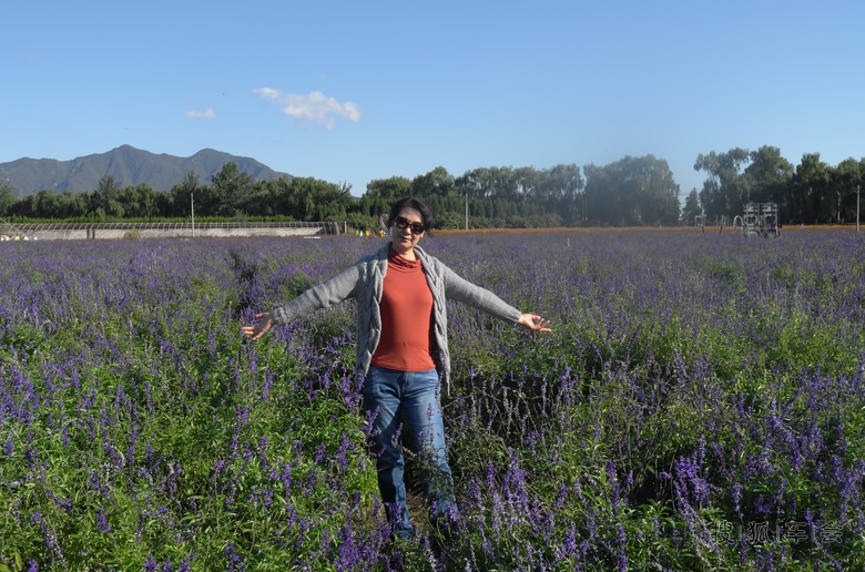 怀柔的东方普罗旺斯熏衣草庄园