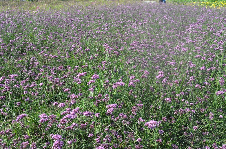 怀柔的东方普罗旺斯熏衣草庄园_乐风-乐友队