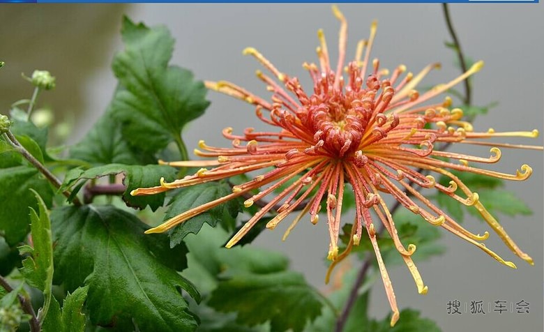 2014年10月9日星期四打卡!_斯巴鲁XV论坛