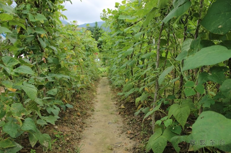 五一节去梧桐山脚下的大望村摘草莓,摘菜