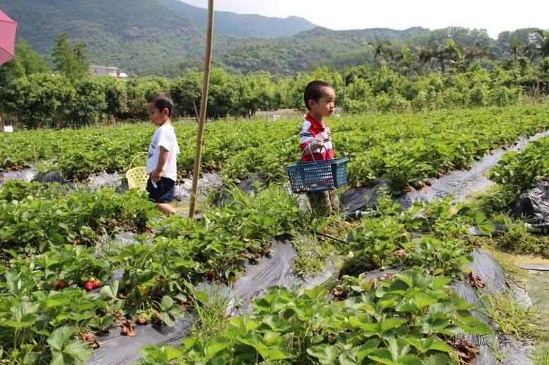 五一节去梧桐山脚下的大望村摘草莓,摘菜