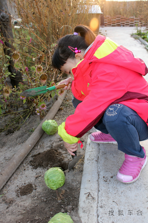 2014年十一张家口草原行--种菜篇!_迈腾-腾云