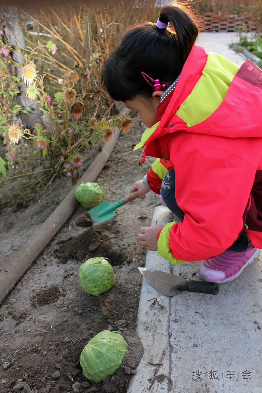 2014年十一张家口草原行--种菜篇!_迈腾-腾云