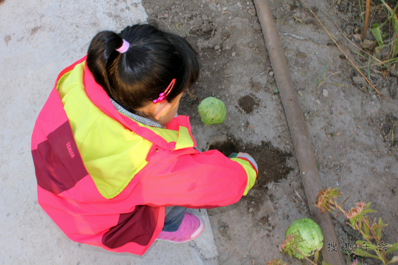 2014年十一张家口草原行--种菜篇!_迈腾-腾云