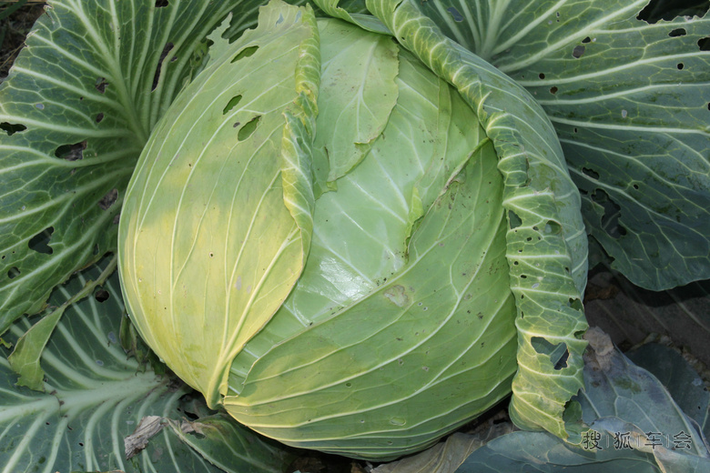 2014年十一张家口草原行--种菜篇!_迈腾-腾云