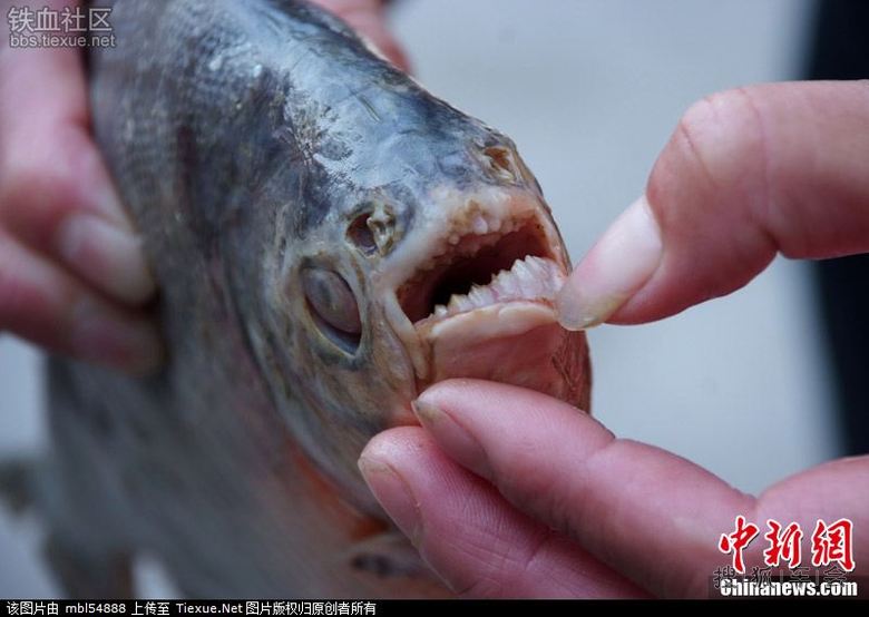 吃人鱼.食人鱼.咬人鱼._搜狐-车影会