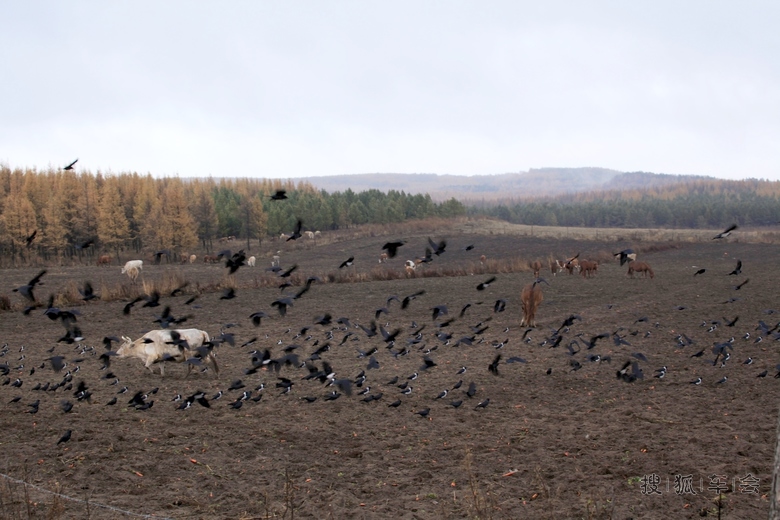 [原创] 天下乌鸦一般黑_天语SX4-新4旅