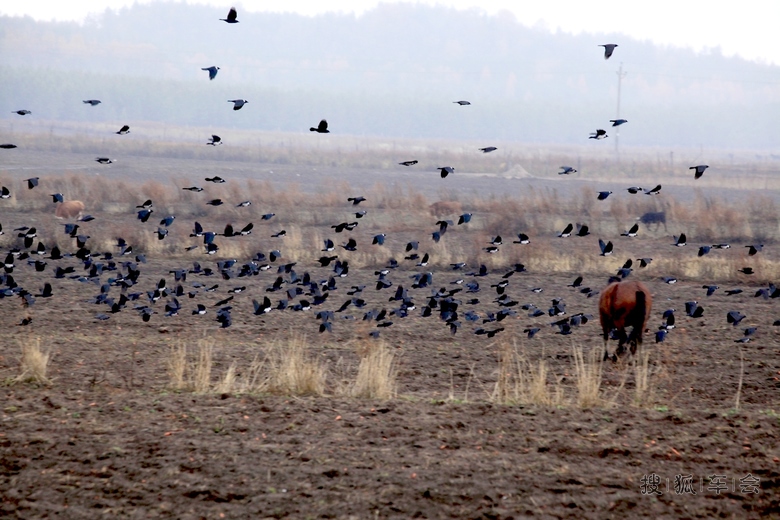[原创] 天下乌鸦一般黑