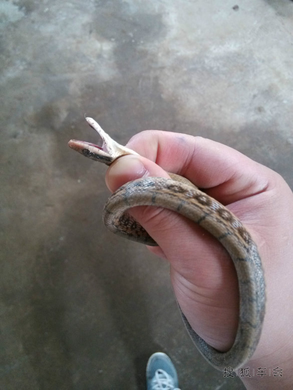 20056554.jpg_s780