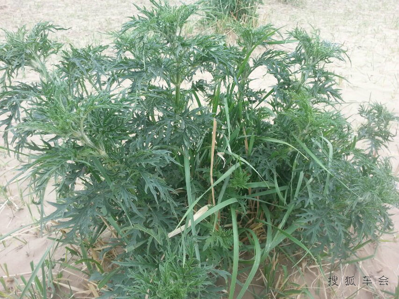 童年阿尔山--60后的六一儿童节