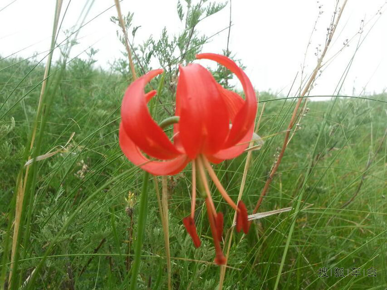 童年阿尔山--60后的六一儿童节