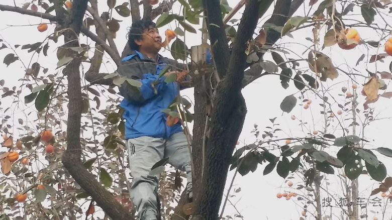 参加海淀上庄镇养老院摘柿子公益活动_人在旅