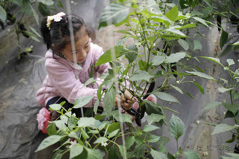 五田六园之菜园-金秋收获旅 快乐芦西园