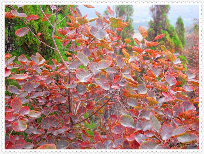 【柏尖山赏红叶】柏尖山赏金秋