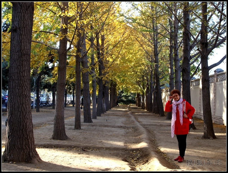 钓鱼台银杏的最新消息_大众车游俱乐部