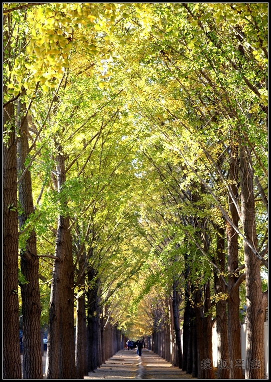 钓鱼台银杏的最新消息_大众车游俱乐部