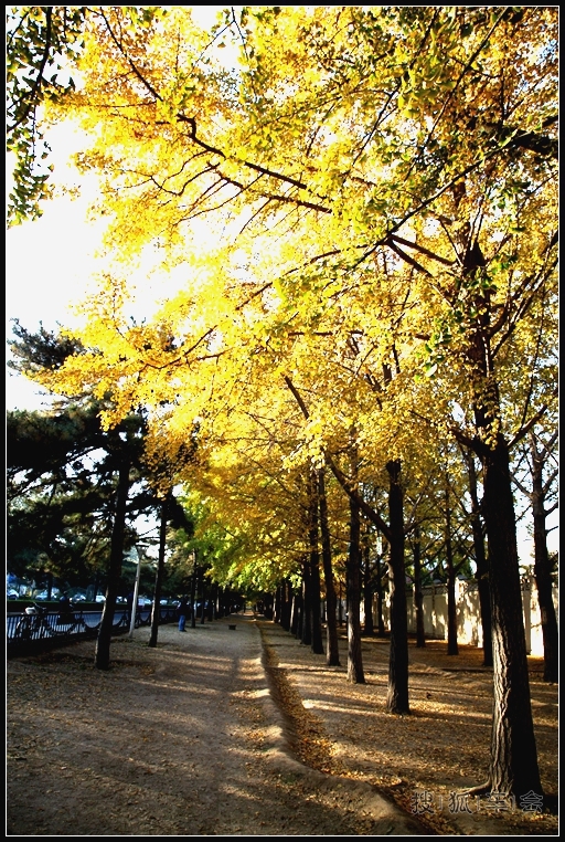 钓鱼台银杏的最新消息_大众车游俱乐部