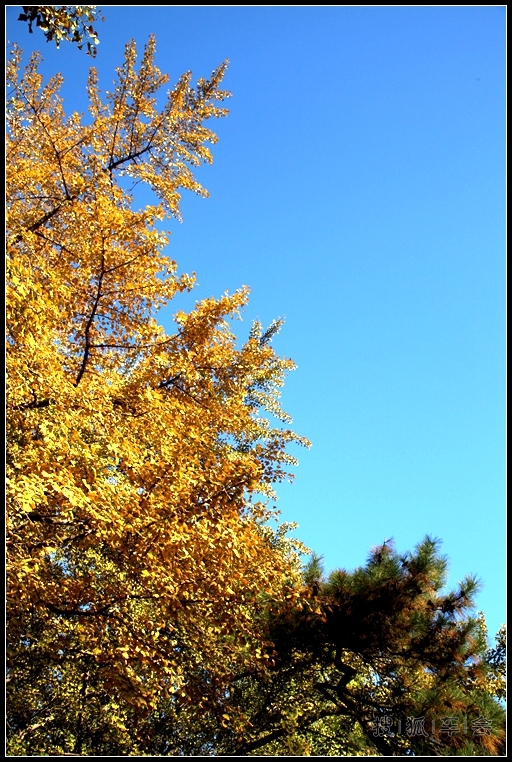 钓鱼台银杏的最新消息_大众车游俱乐部