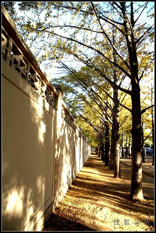 钓鱼台银杏的最新消息_大众车游俱乐部