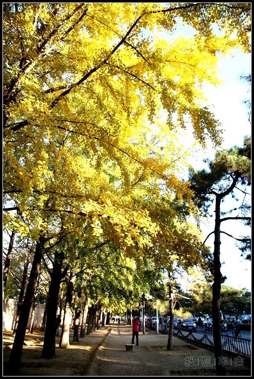 钓鱼台银杏的最新消息_大众车游俱乐部