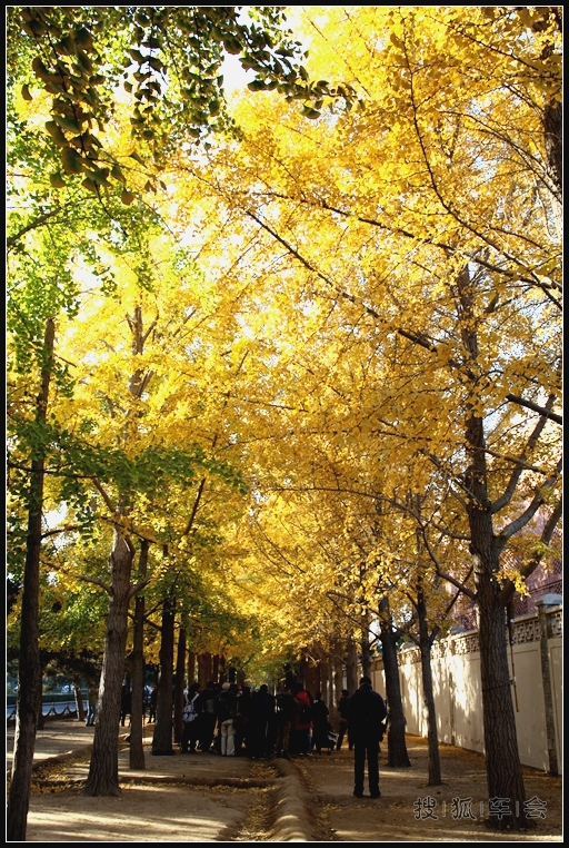 钓鱼台银杏的最新消息_大众车游俱乐部