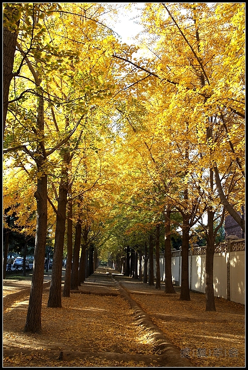 钓鱼台银杏的最新消息_大众车游俱乐部