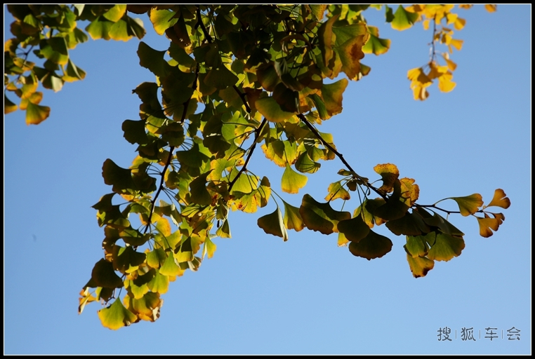 钓鱼台银杏的最新消息_大众车游俱乐部