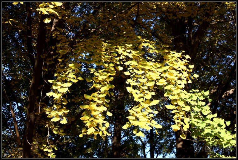 钓鱼台银杏的最新消息_大众车游俱乐部