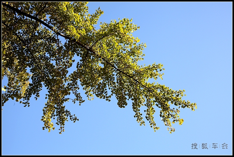 钓鱼台银杏的最新消息_大众车游俱乐部