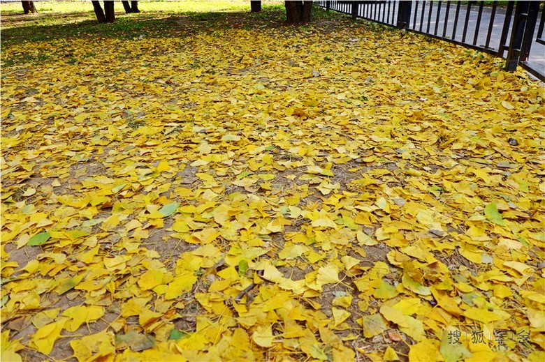 【银杏】黄黄的银杏叶_东风车友会_搜狐车友会