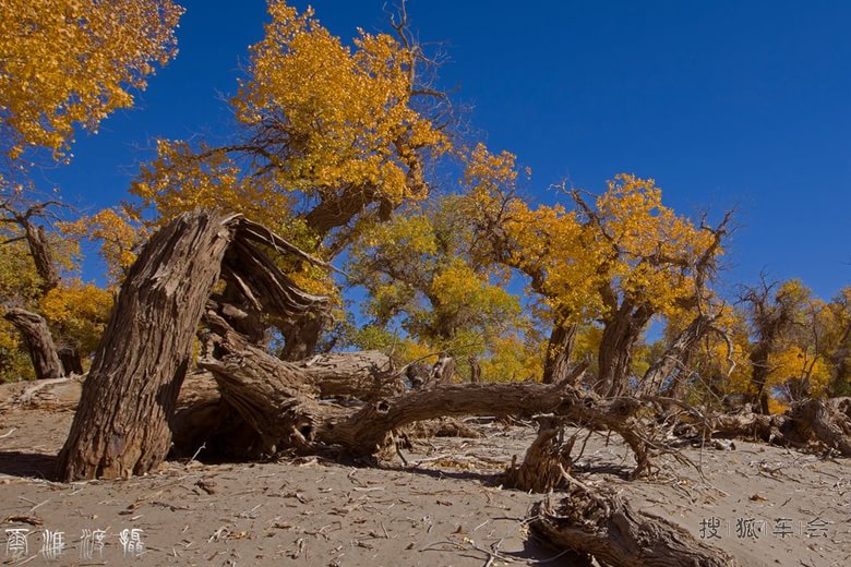 《额旗纳旗密林深处的胡杨林》_狐拍社(上海