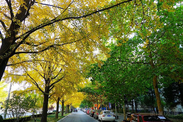 北京单双号限行拥堵指数降70% 公交客流增10