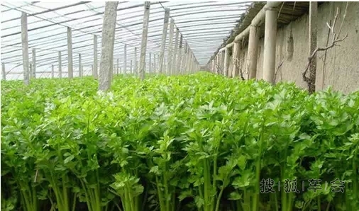 11月当吃八种应季蔬菜 芹菜
