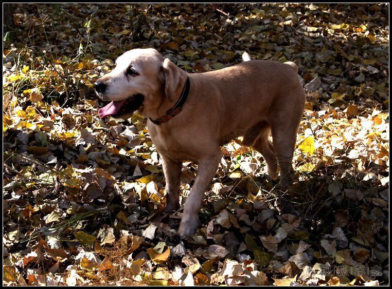 休闲好去处:顺义滨河森林公园_汽车60部队