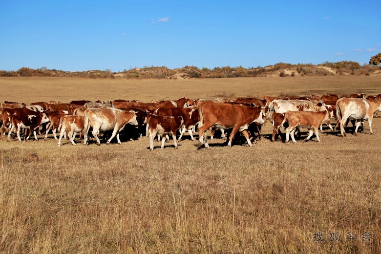 [原创]酷牛闲悠_人在旅途_搜狐车友会