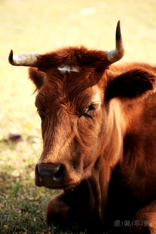 [原创]酷牛闲悠_欧蓝德论坛_搜狐车友会