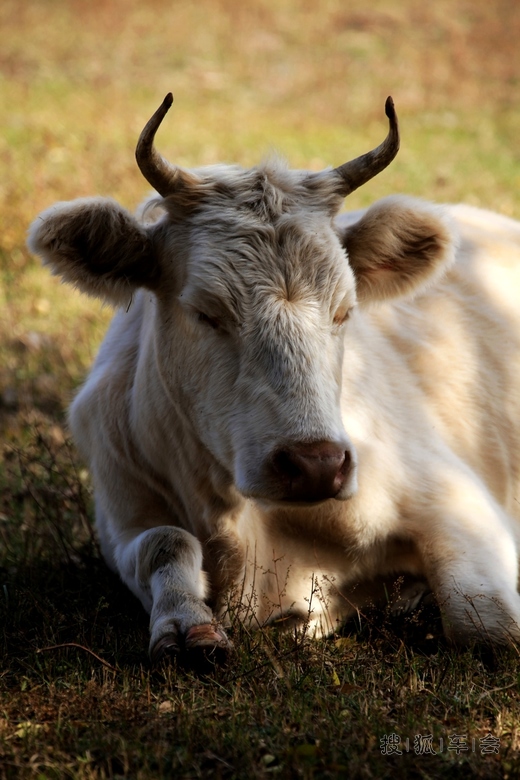 [原创]酷牛闲悠_欧蓝德论坛_搜狐车友会