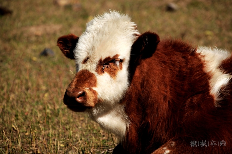 [原创]酷牛闲悠_欧蓝德论坛_搜狐车友会